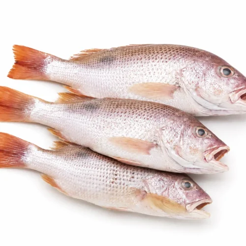Ikan Angsam/Kakap Tompel