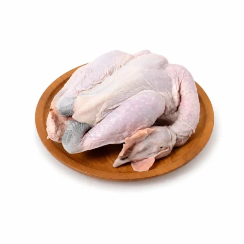 Ayam Kampung - Perekor