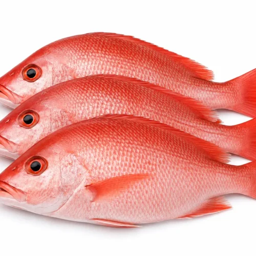 Ikan Kakap Merah